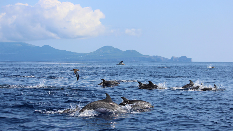 Delphine vor den Azoren: Die Region Makaronesien ist ein wichtiges Reservoir für marine Biodiversität.